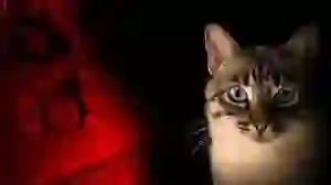 фото новини